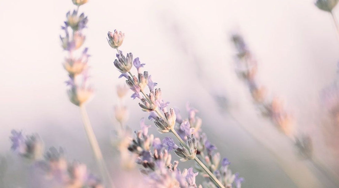 The Art of Renewal: Setting Conscious Intentions