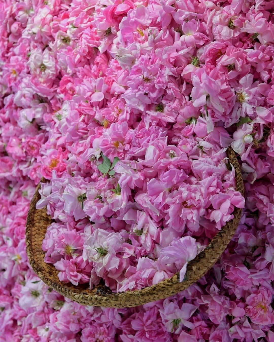 ROSE DAMASCENA