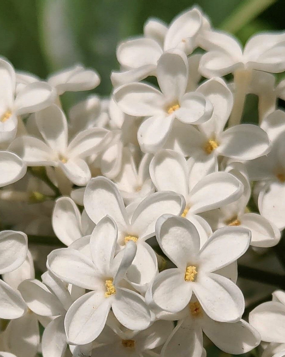JASMINE