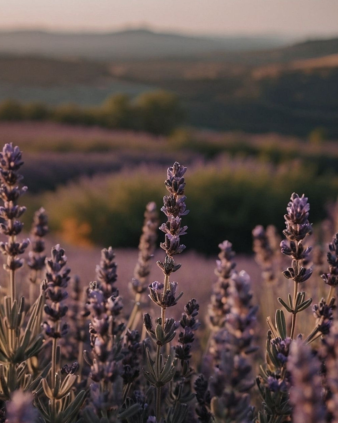 LAVENDER