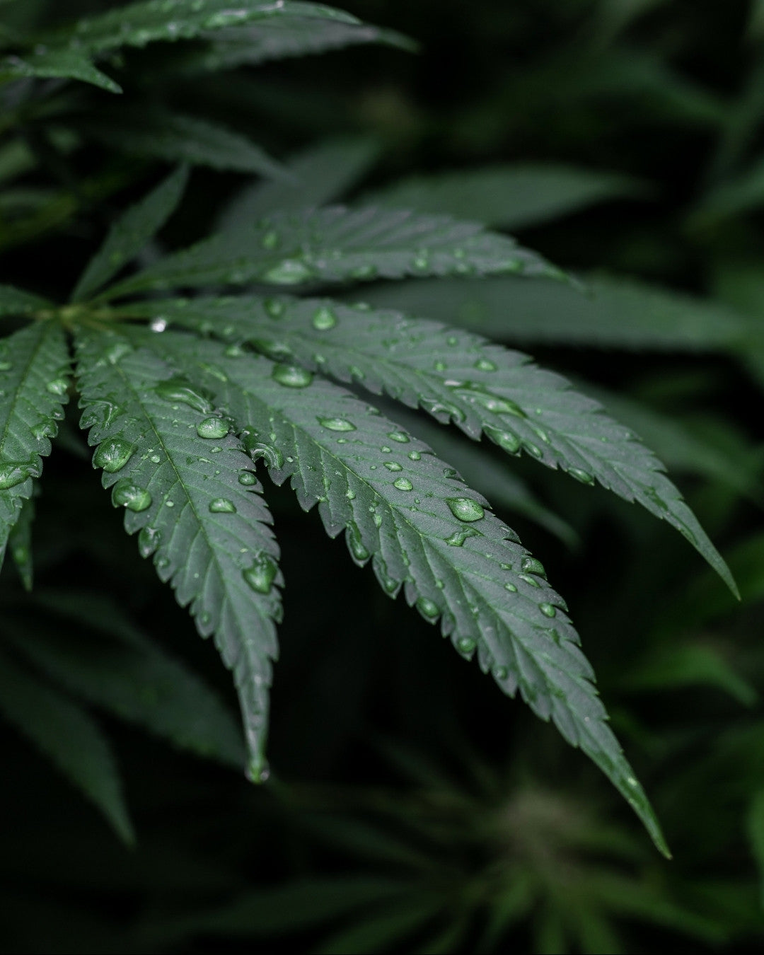 CBD